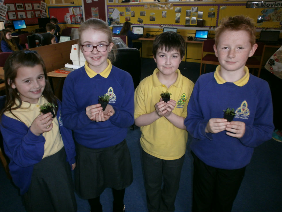Mr Starrs P6 class have grown shamrocks for St Patricks Day.