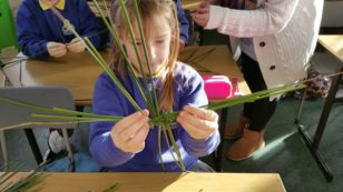 P5 Making St. Brigid’s crosses